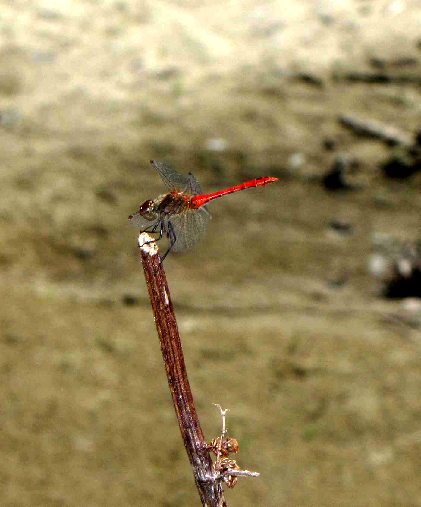 sympetrum